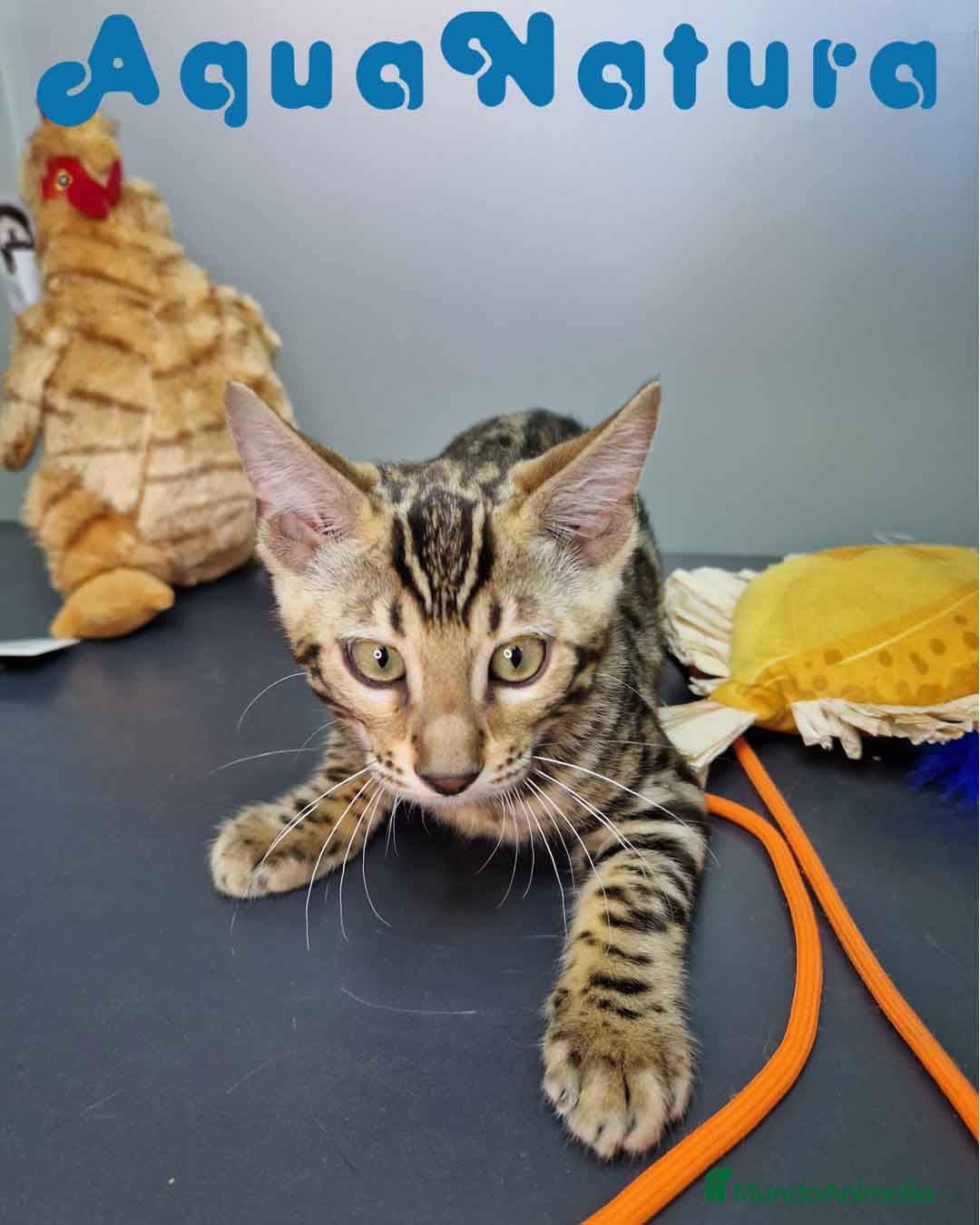 Bengalí gatos en venta: Bengali Hembra 4604 AQUANATURA - Imagen 4