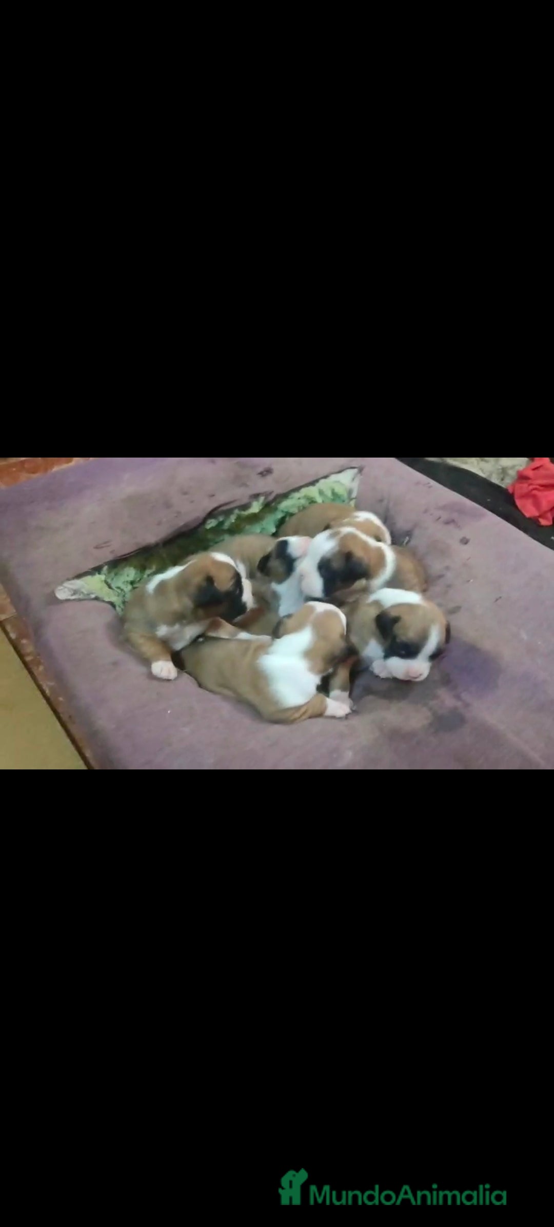 Boxer perros en venta: Bóxer  - Anuncio 2