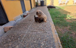 Grifón de Bruselas perros en venta: Griffon de bruselas - Imagen 3