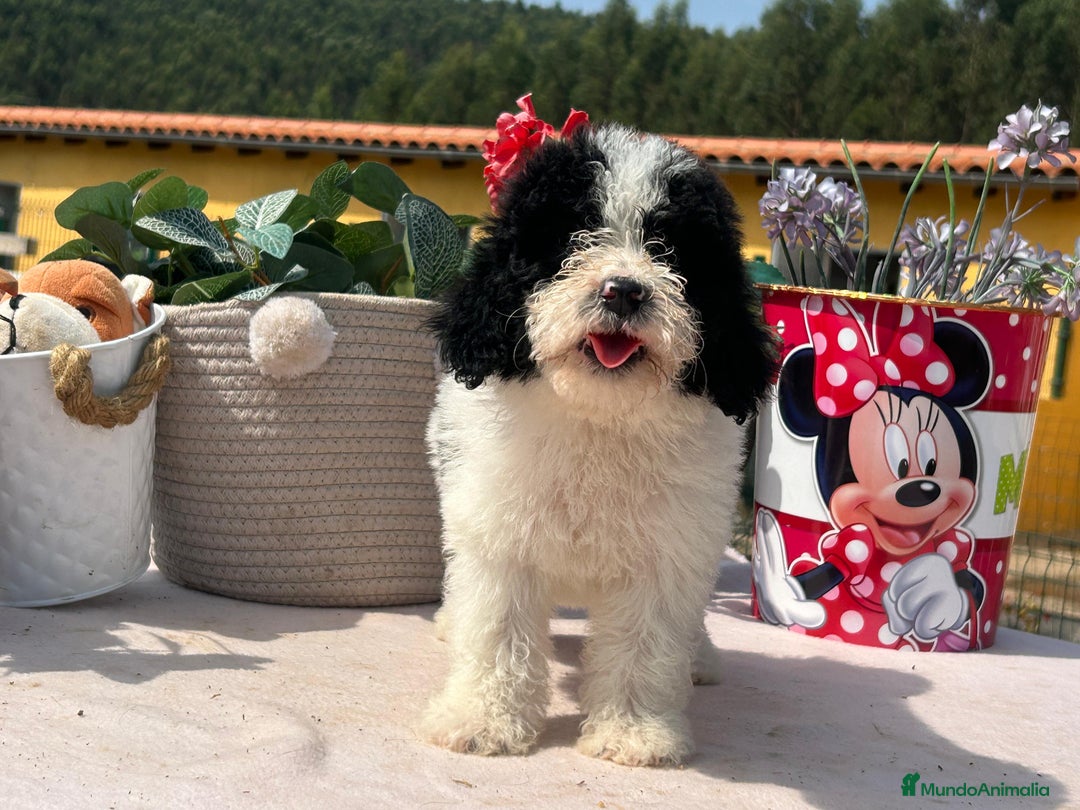 Perro de Agua Español perros en venta: Camada de perro de aguas - Imagen 3