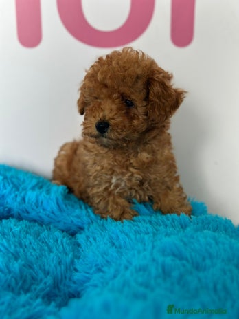 Caniche Enano perros - Anuncio 1