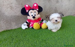 Biewer Yorkshire Terrier a la Pom Pon perros en venta: OPORTUNIDAD VERANO  - Imagen 2