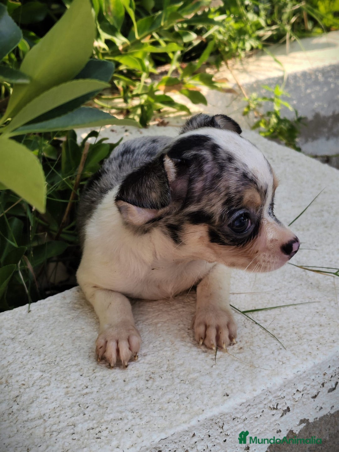 Chihuahua perros en venta: Chigugua macho arlequín  - Imagen 3