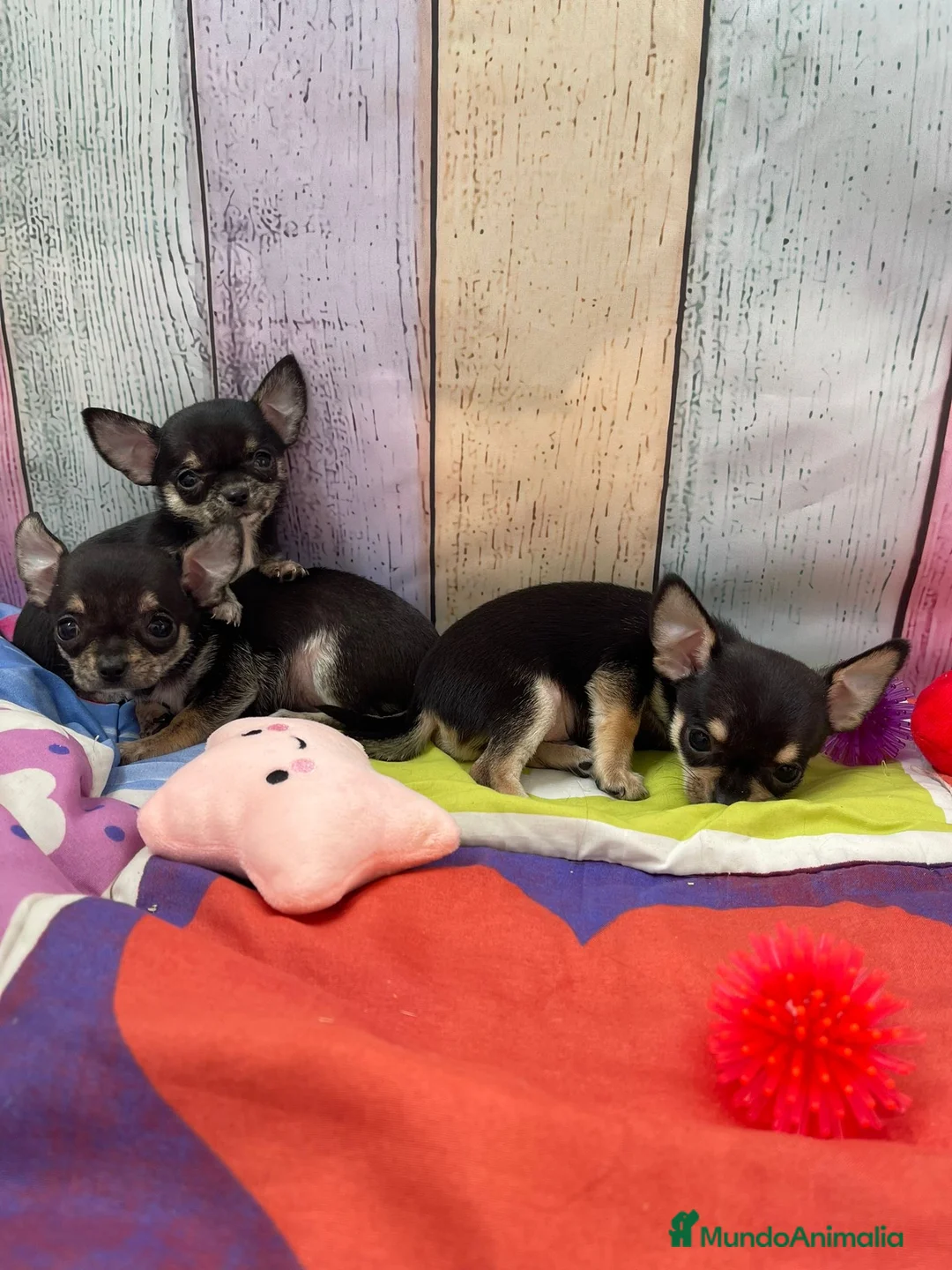 Chihuahua perros en venta: Chihuahuas Toy Hembras !!! - Anuncio 2