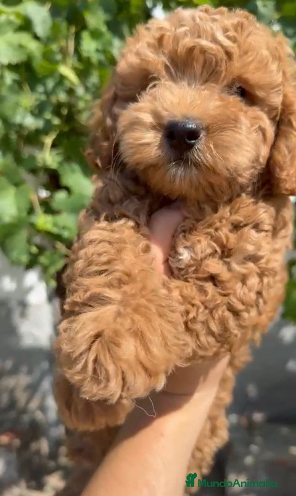 Caniche Toy perros ¡¡ ÚLTIMO CANICHE DISPONIBLE !!!🐶🐾 - Anuncio 1