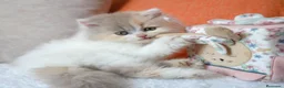 Británico de Pelo Corto gatos en venta: British Shorthair / Longhair  - Anuncio 7