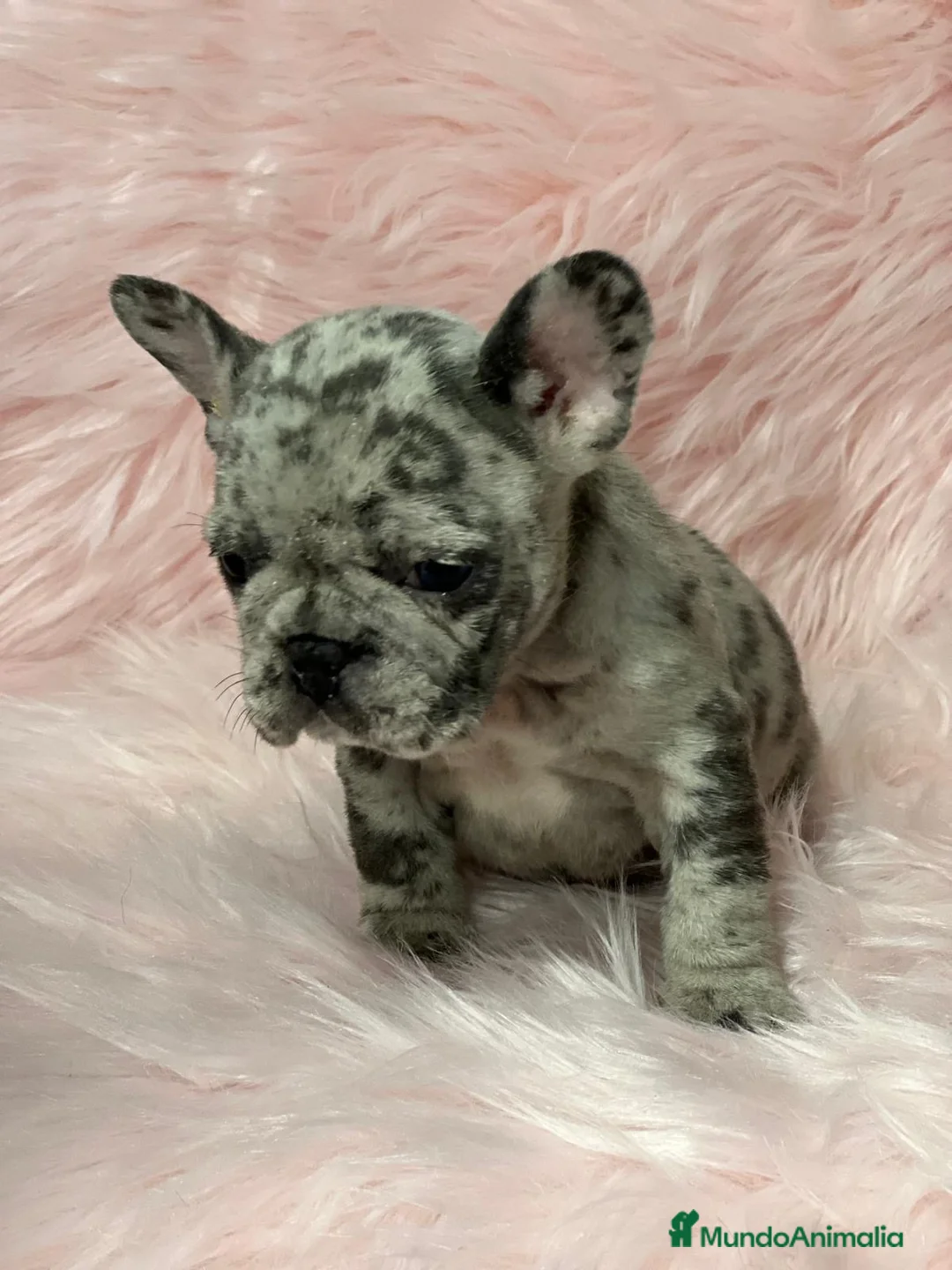 Bulldog Francés perros en venta: Bulldog merle  en Barcelona - Anuncio 4