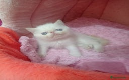 Exótico de Pelo Corto gatos en venta: Persa Exóticos - Imagen 2