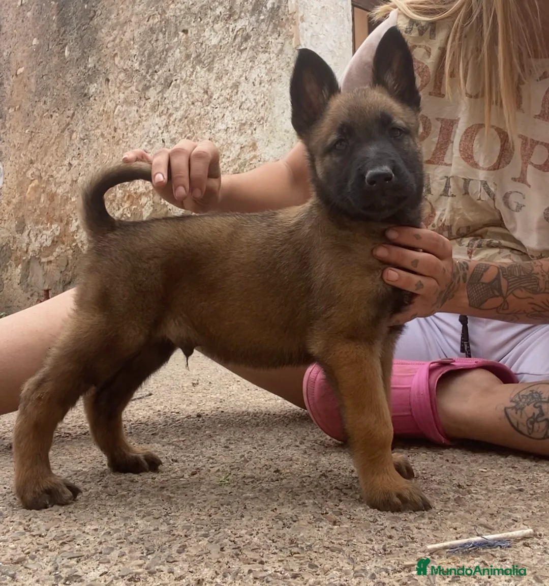 Imagen de galería {{count}}