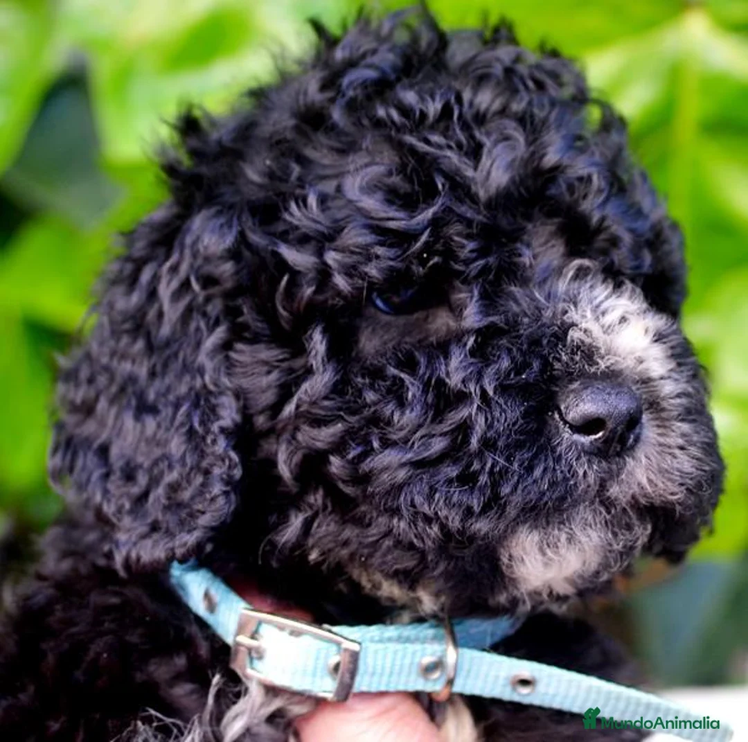 Perro de Agua Español perros en venta: CACHORRO PERRO DE AGUA ESPAÑOL  - Anuncio 37