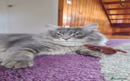 Siberiano gatos en venta: Siberianos Líneas Rusas - Anuncio 2