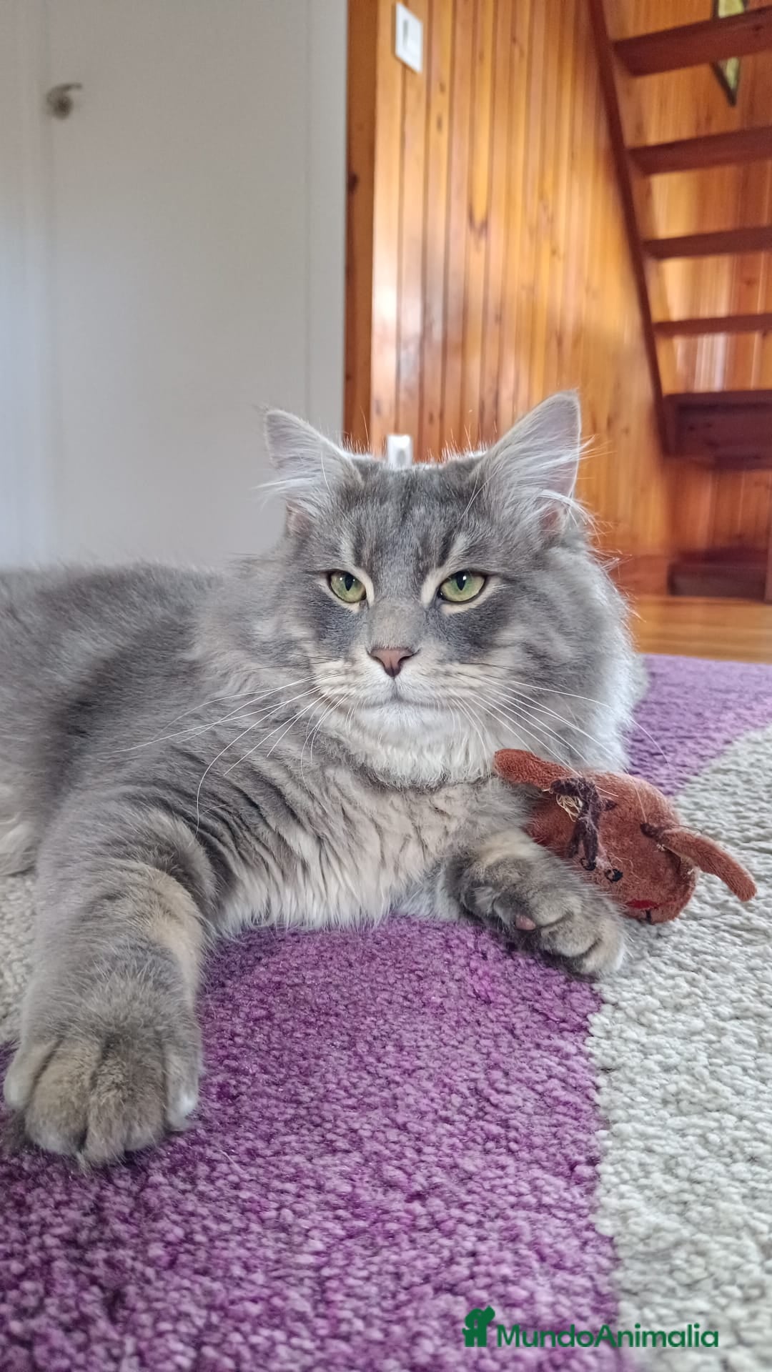 Siberiano gatos en venta: Siberianos Líneas Rusas - Anuncio 2