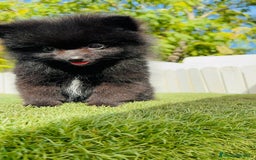 Pomerania perros en venta: POMERANIA HEMBRA - Imagen 7