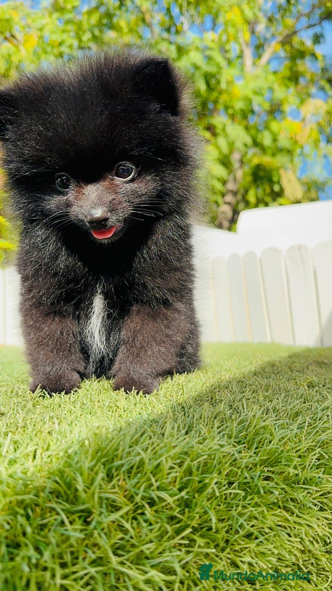 Pomerania perros en venta: POMERANIA HEMBRA - Imagen 7