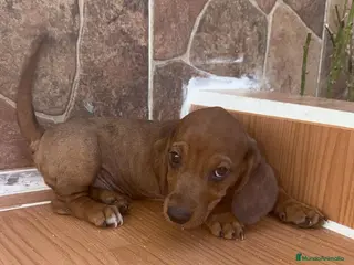Teckel Miniatura perros Teckel Miniatura - Anuncio 1