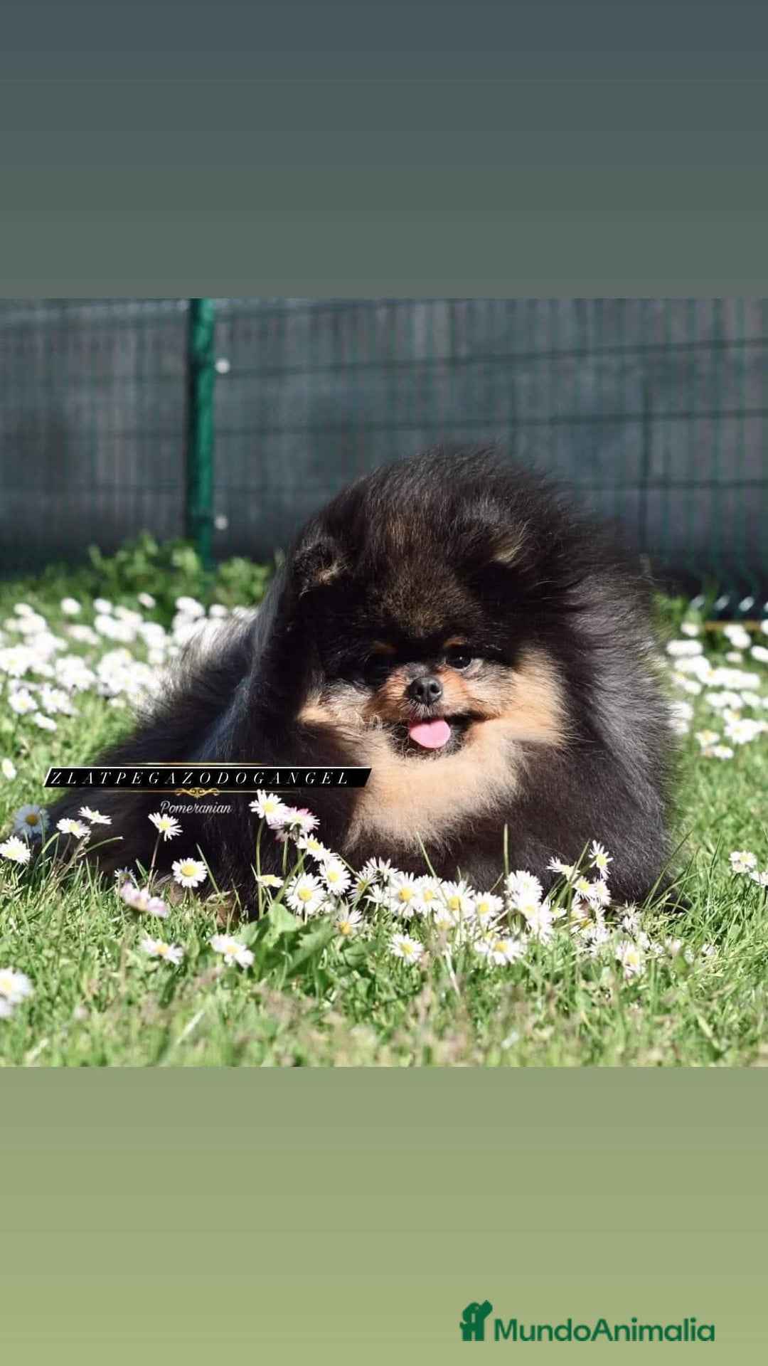 Pomerania perros en venta: Pomerania coreana y rusa MADRID, CÁCERES  - Anuncio 4