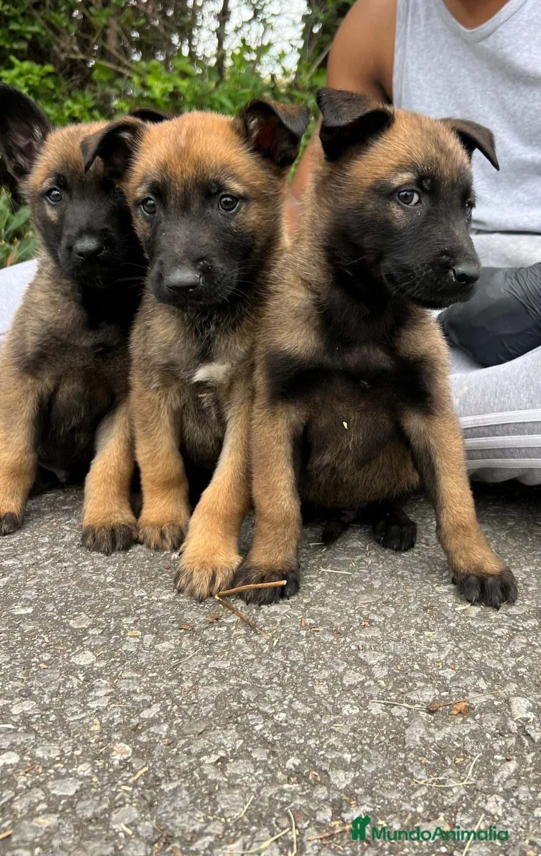 Pastor Belga Malinois perros en venta: Pastor belga malinois  - Anuncio 4