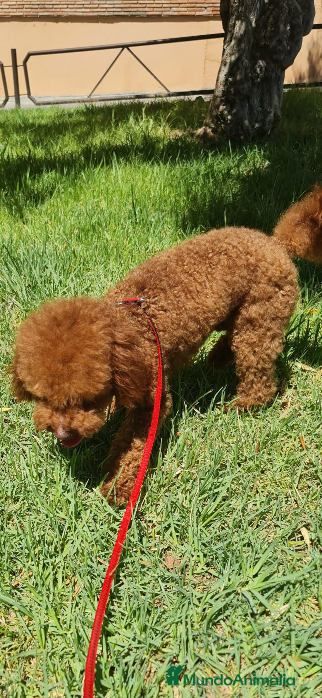 Raza Mixta perros en venta: Cachorros de caniche - Anuncio 3