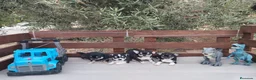 Chihuahua perros en venta: Gran Camada diminuta de CHIHUAHUAS TOYS CABEZA 🍏 - Anuncio 10