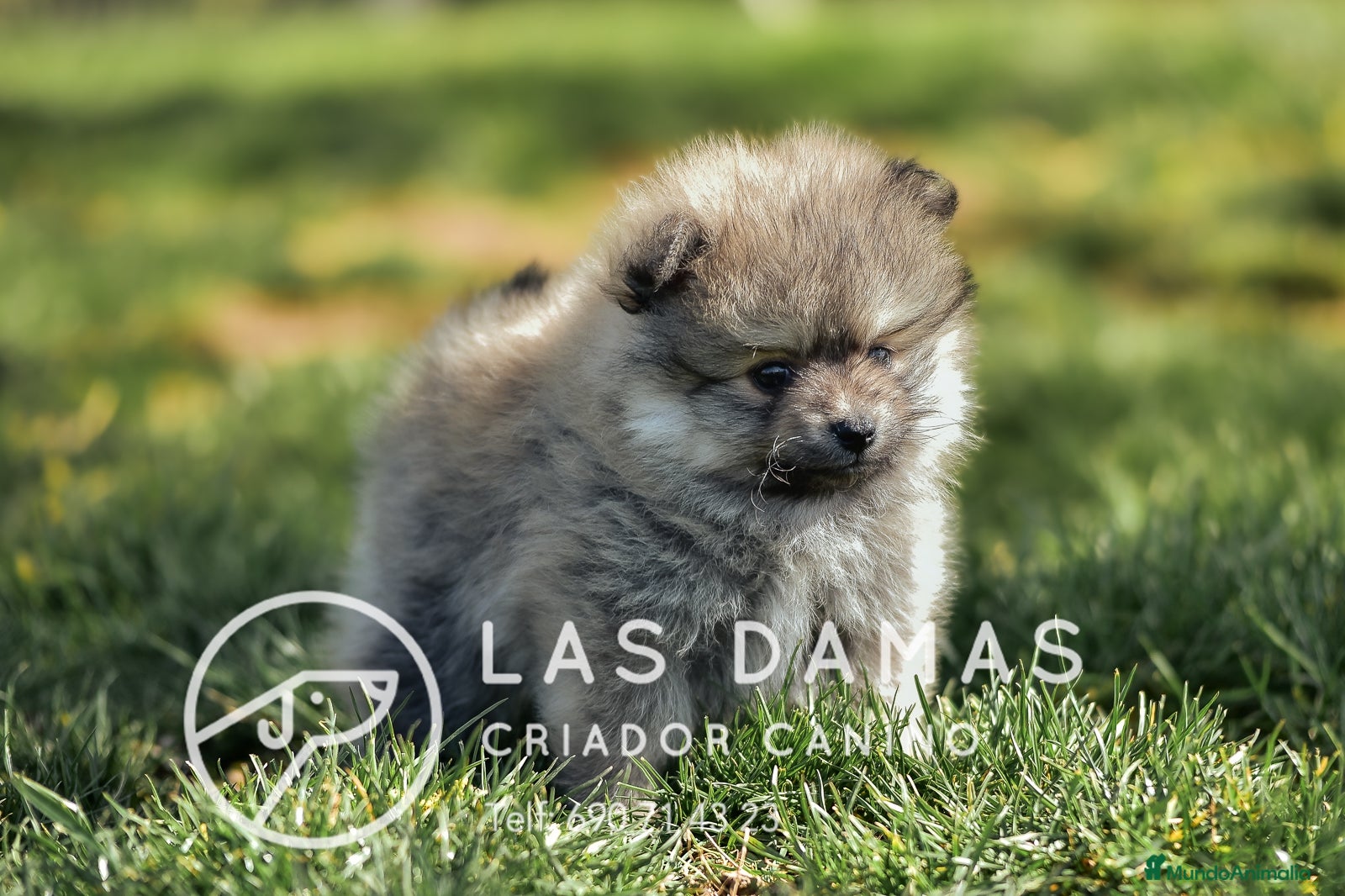 Pomerania perros Pomeranias disponibles - Anuncio 3