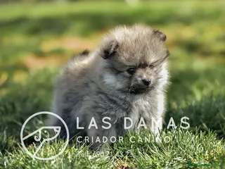 Pomerania perros Pomeranias disponibles - Anuncio 3