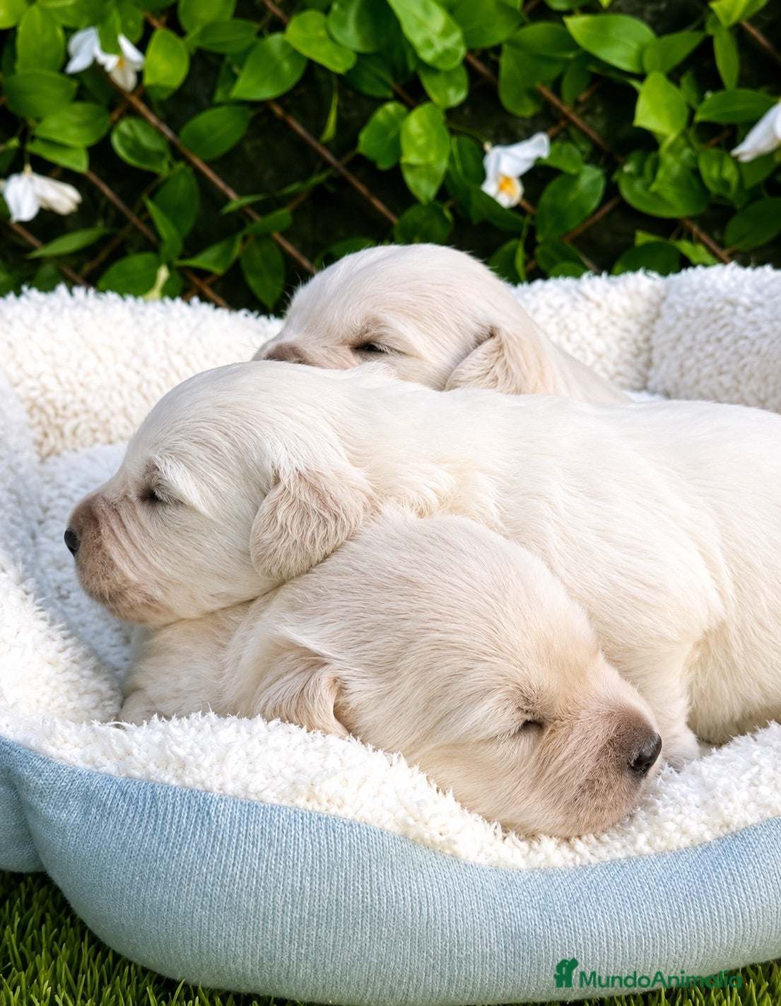 Golden Retriever perros Preciosa cachorra de olden retriever  - Anuncio 1