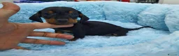 Teckel Miniatura perros en venta: Teckel miniatura  - Anuncio 2