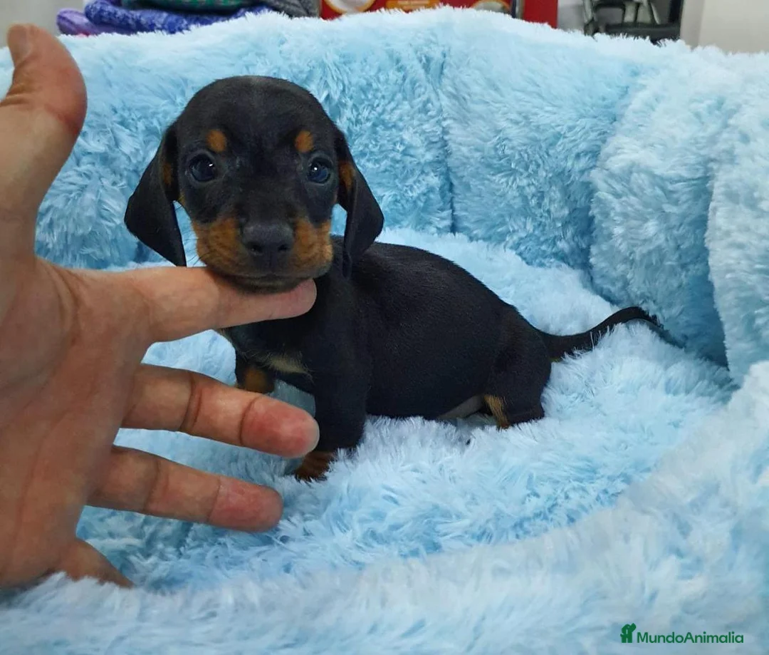 Teckel Miniatura perros en venta: Teckel miniatura  - Anuncio 2