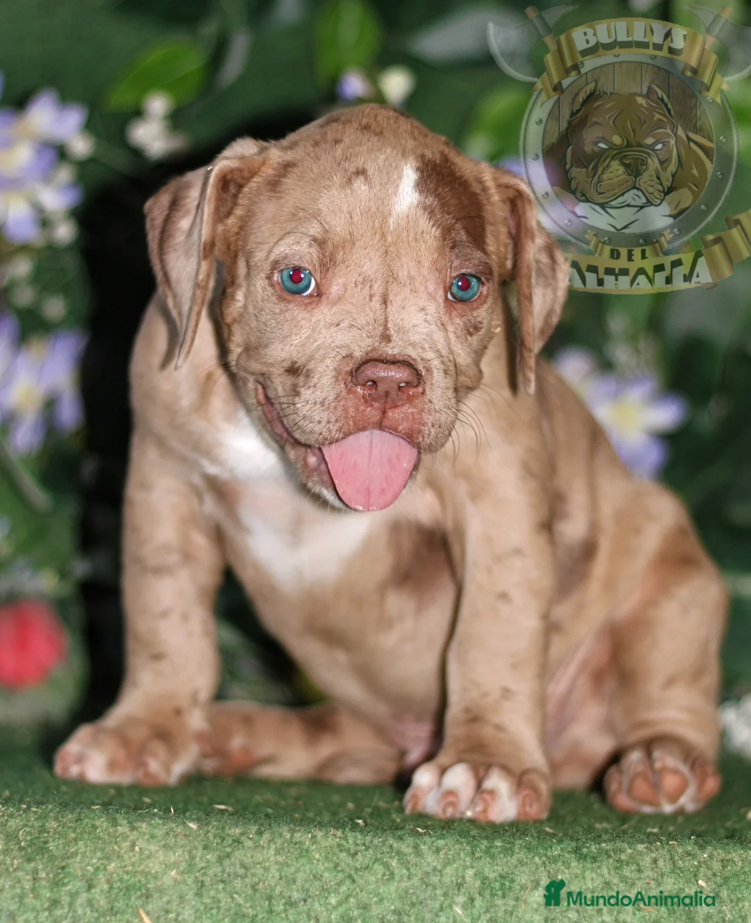 American Bully perros en venta: AMERICAN BULLY,CENTRO OFICIAL DE CRIA-- 622414793 en Sevilla - Anuncio 1