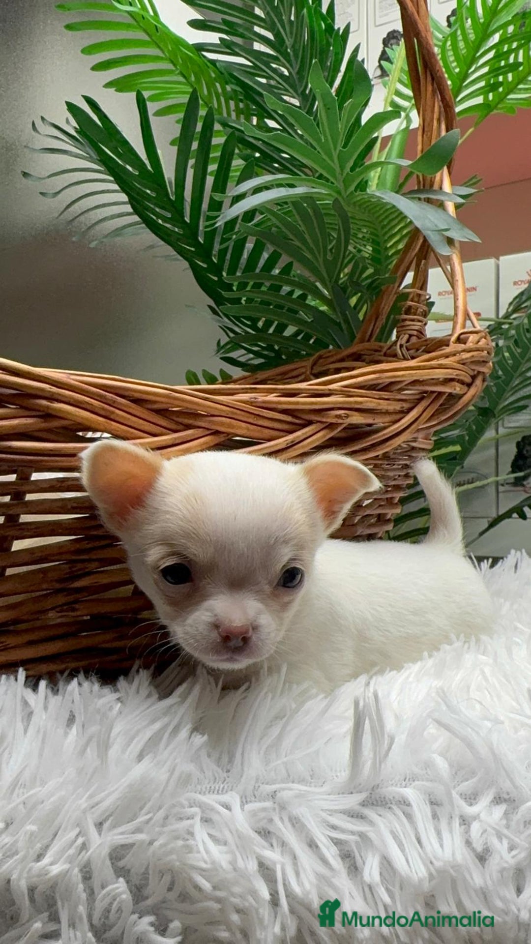 Chihuahua perros en venta: CHIHUAHUA HEMBRA - Anuncio 2