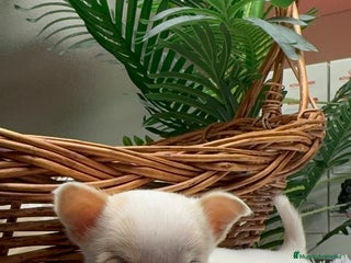 Chihuahua perros CHIHUAHUA HEMBRA - Anuncio 12