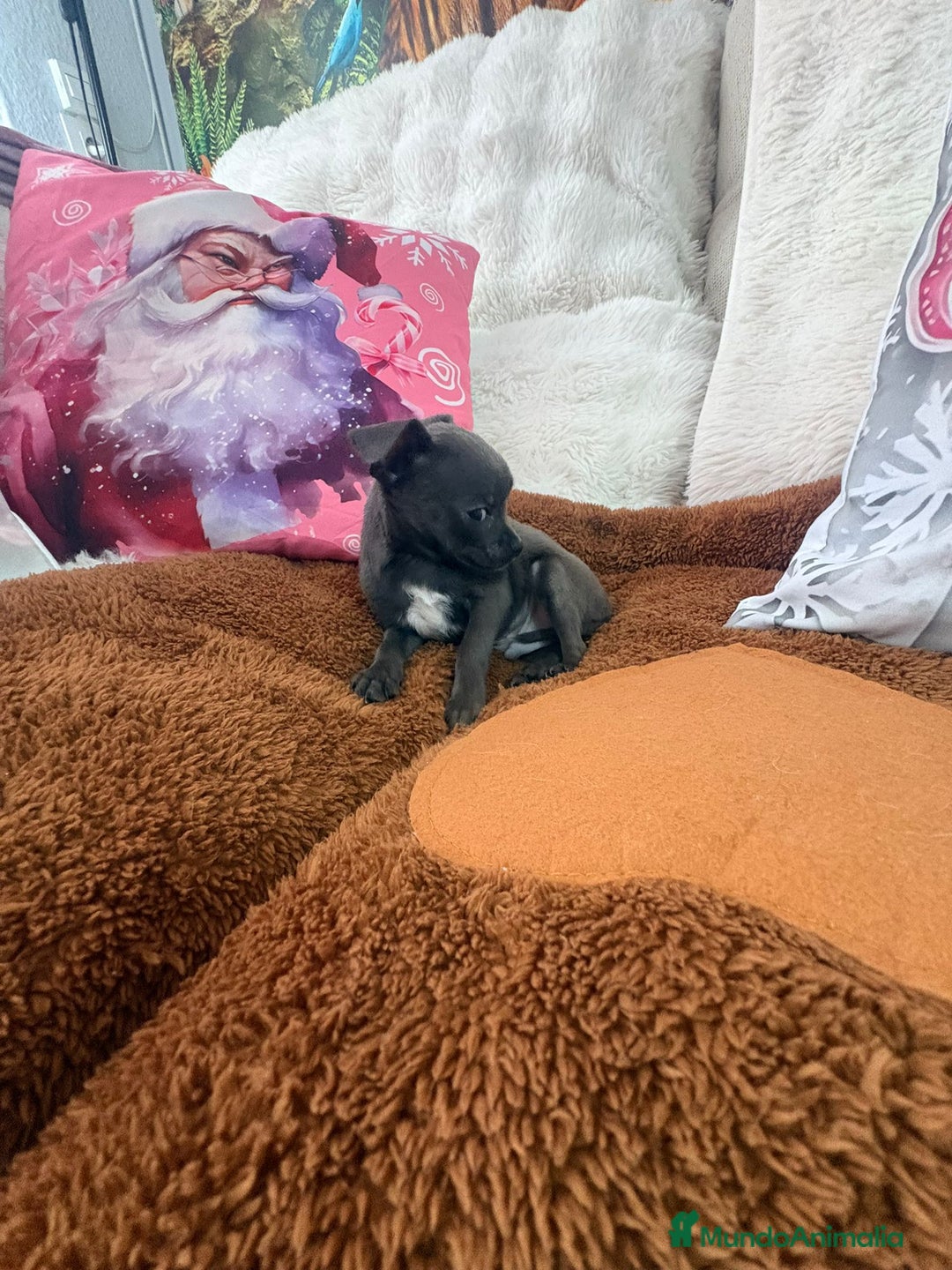 Chihuahua perros en venta: Chihuahua mini toy blue - Anuncio 6