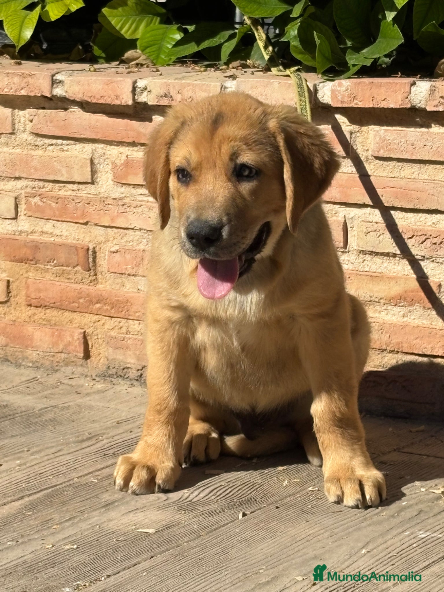 Pastor de Asia Central perros Cachorro Alabai  - Anuncio 1