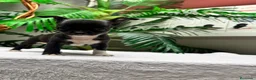 Chihuahua perros en venta: CHIHUAHUA HEMBRA - Anuncio 7