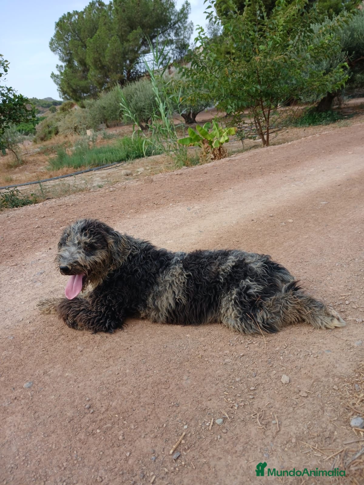 Perro de Agua Español perros PERRO DE AGUA ESPAÑOL - Anuncio 1