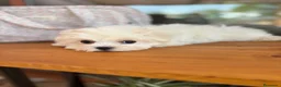 Bichón Maltés perros en venta: Bichon Maltés  - Anuncio 4