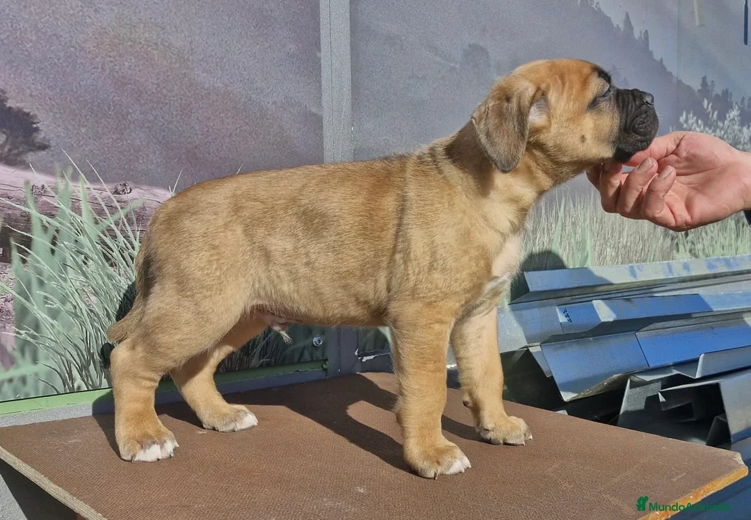 Cane Corso perros en venta: Macho Cane corso leonado  - Anuncio 3