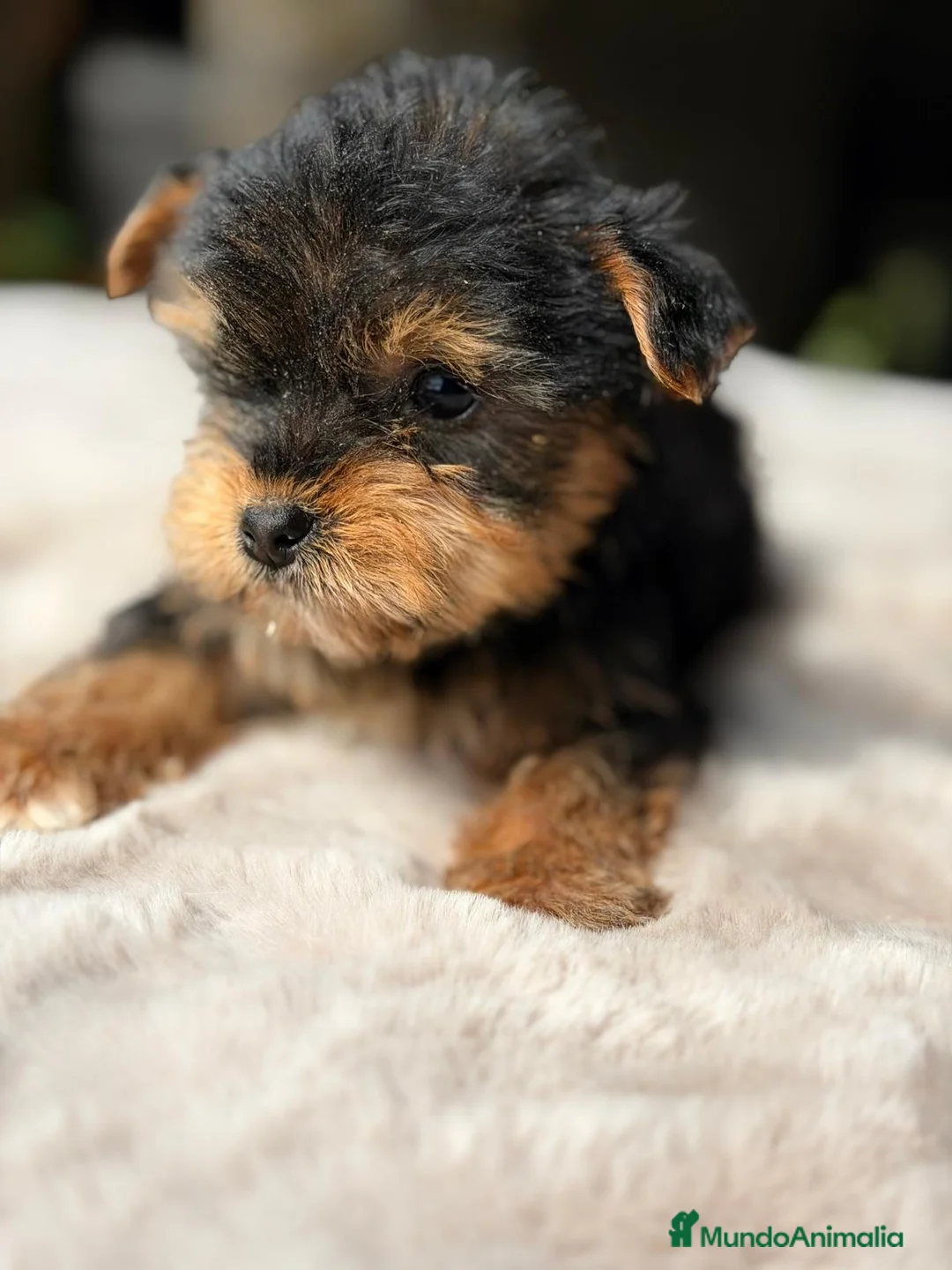 Yorkshire Terrier perros en venta: YORKSHIRE MACHO NEGRO FUEGO - Anuncio 1