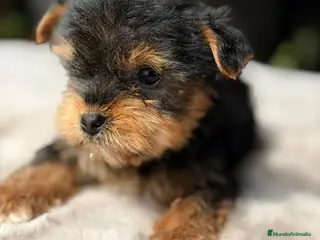 Yorkshire Terrier perros YORKSHIRE MACHO NEGRO FUEGO - Anuncio 1