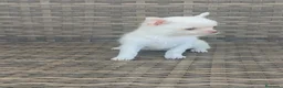 Chihuahua perros en venta: Chihuahua Toy miniatura hembra Blanca crema - Anuncio 5