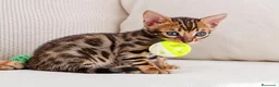 Bengalí gatos en venta: PRECIOSOS BENGALÍS  - Anuncio 2