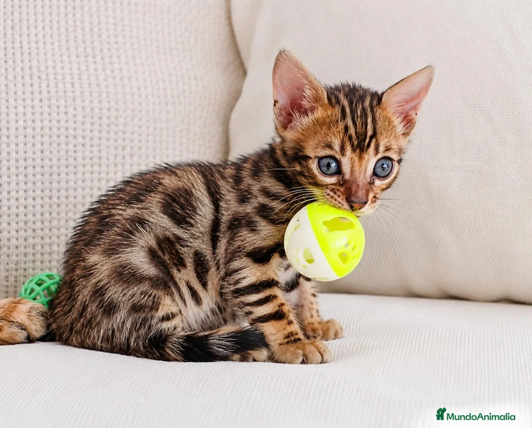 Bengalí gatos en venta: PRECIOSOS BENGALÍS  - Anuncio 2