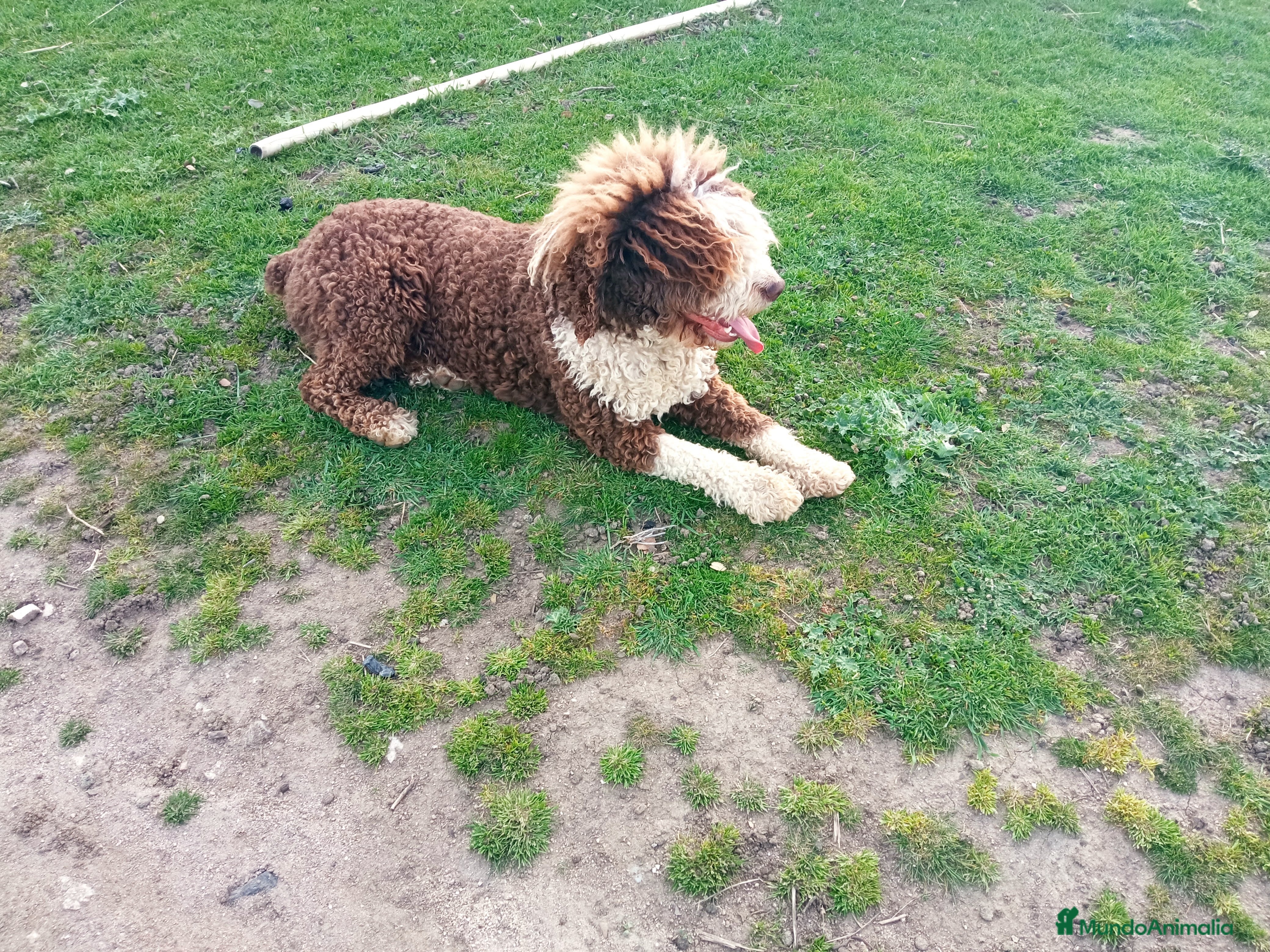 Perro de Agua Español perros Perro de aguas en adopción  - Anuncio 1