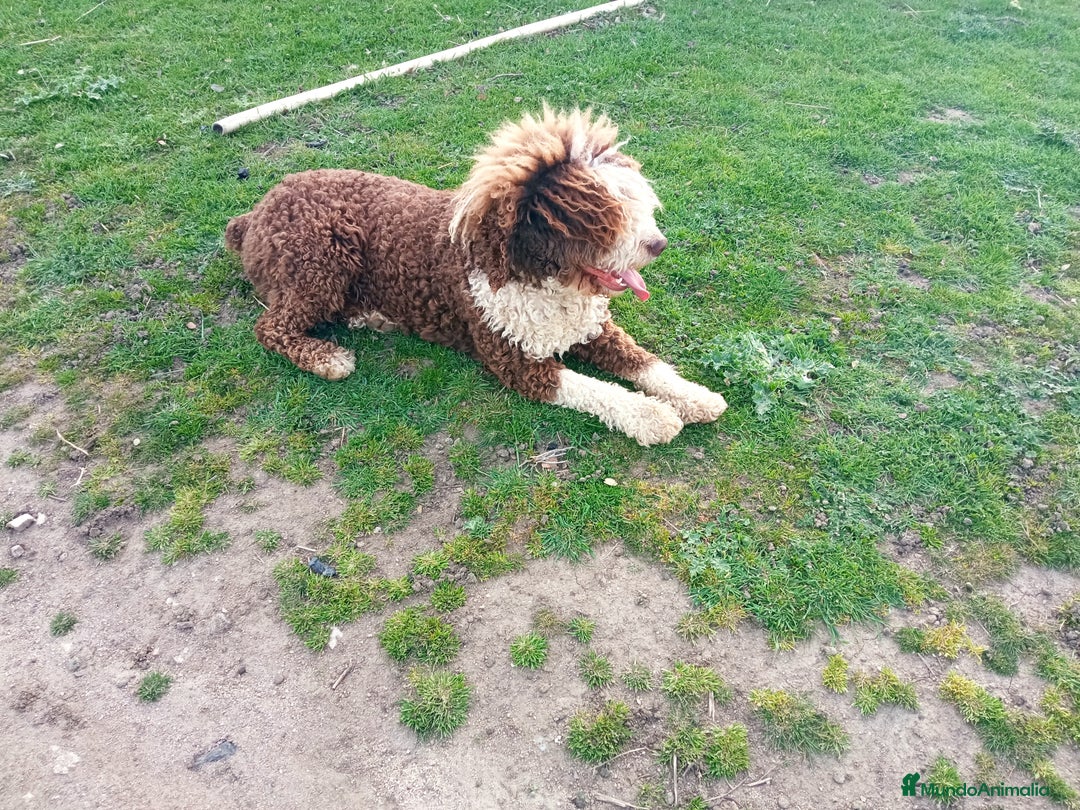 Perro de Agua Español perros en adopcion: Perro de aguas en adopción  - Anuncio 1