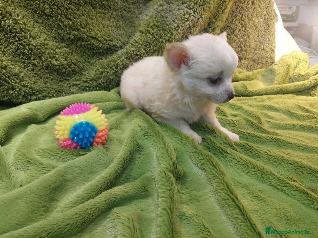 Chihuahua perros en venta: CHIHUAHUA MACHO PELO LARGO EXCLUSIVO  - Anuncio 1
