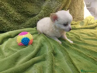 Chihuahua perros CHIHUAHUA MACHO PELO LARGO EXCLUSIVO - Anuncio 2