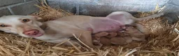 Podenco Andaluz perros en venta: Cachorros podenco andaluz puro - Anuncio 1