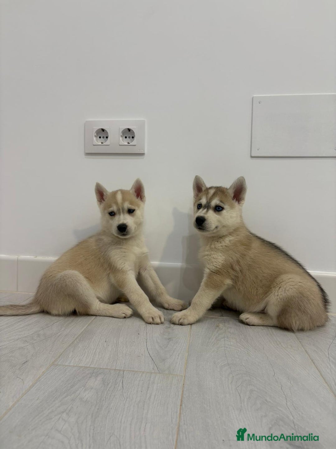 Husky Siberiano perros en venta: Husky siberianos cachorros  - Anuncio 8