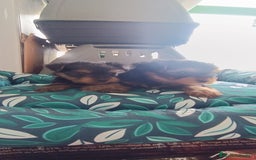 Yorkshire Terrier perros en venta: CACHORROS YORKSHIRE  - Anuncio 4