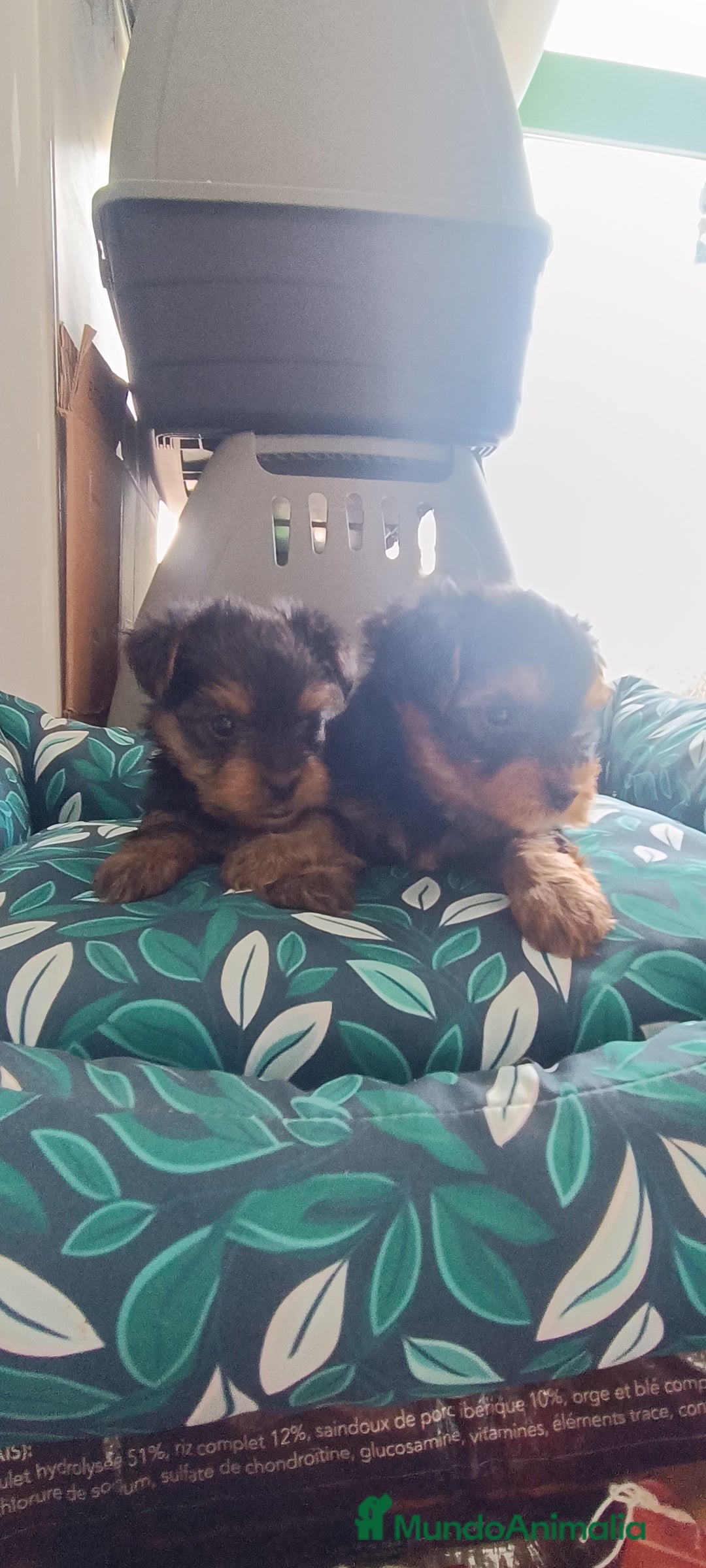 Yorkshire Terrier perros en venta: CACHORROS YORKSHIRE  - Anuncio 4